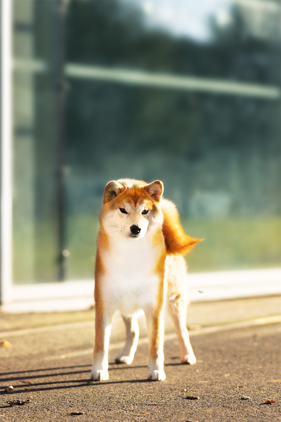 Amaterasu Okami Go Sakura Kensha