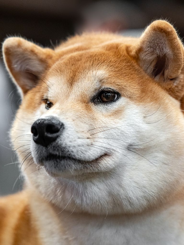 Amaterasu okami Go Sakura Kensha