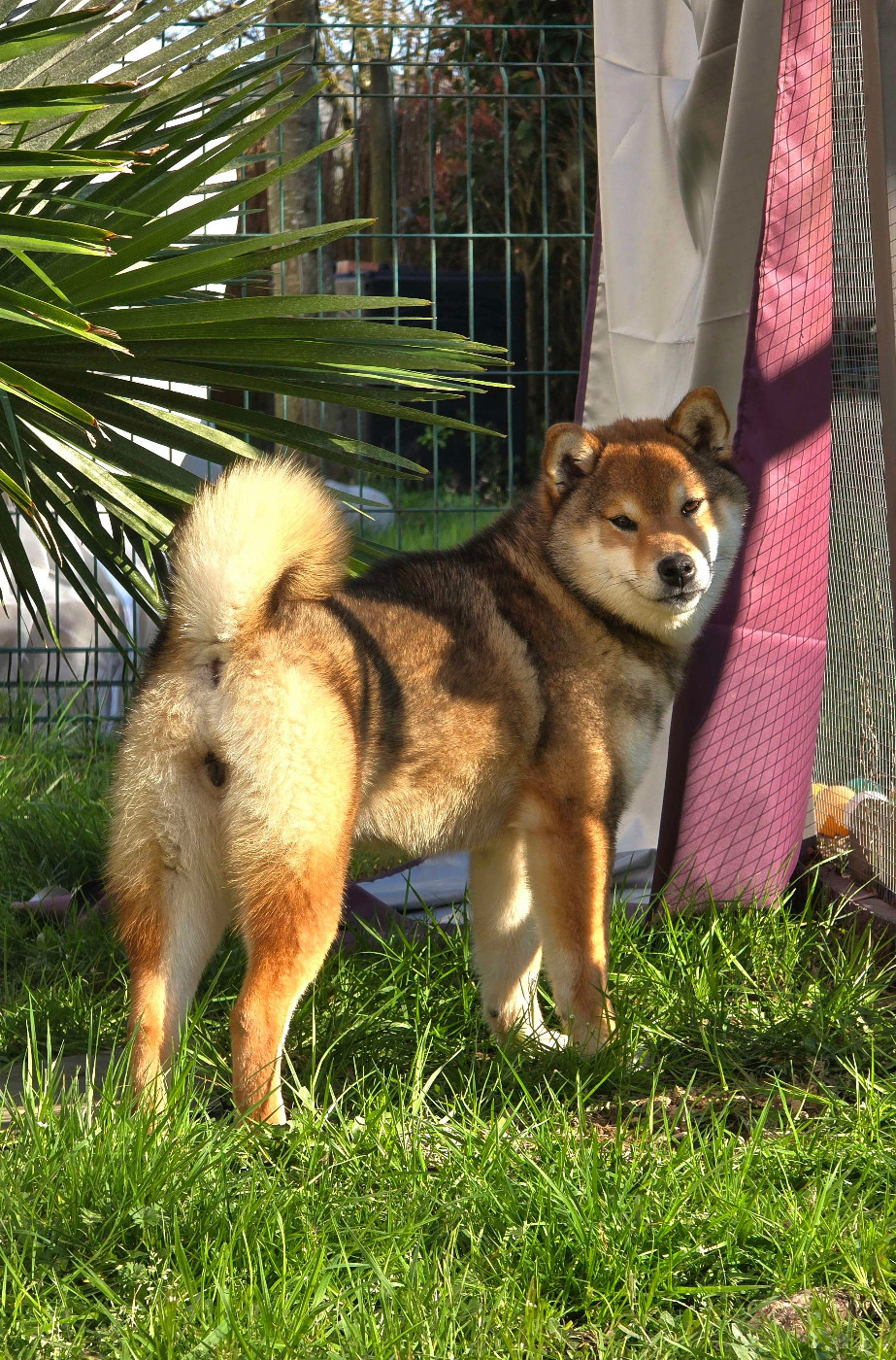 Gion Corner Arizona Dream